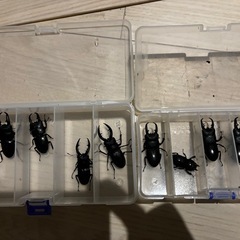 クワガタ　W D 天然　富山県産の画像
