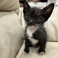 1ヶ月　ハチワレの男の子　　