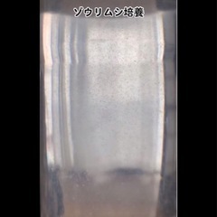 メダカ飼育 針子飼育     必要不可欠、ゾウリムシの画像
