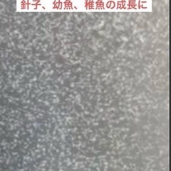 メダカ飼育 針子飼育     必要不可欠、ゾウリムシの画像