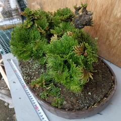 20%値下げ　岩松　岩桧葉　盆栽　数十年物の画像