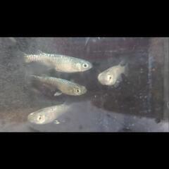 カガミ鱗メダカ卵　卵産卵床ごとの画像