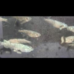 カガミ鱗メダカ卵　卵産卵床ごとの画像