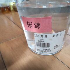 金魚 桜錦550円です。 の画像