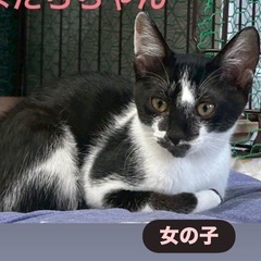 生後３カ月人なつこい女の子