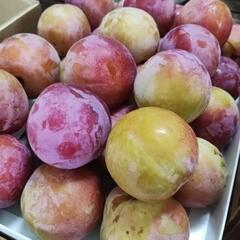 ☆☆（お取引者決定）サマーエンジェル訳あり品2L 28個☆☆の画像