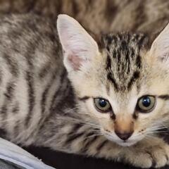 里親募集中のキジトラ兄弟🐱