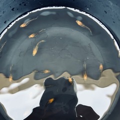 大安めだか　竜章鳳姿ペアの画像