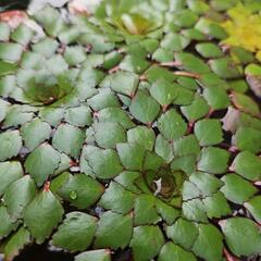 《値下げしました》水生植物・水草『ウォーターダイヤ1株』の画像