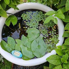 《値下げしました》水生植物・水草『ウォーターダイヤ1株』の画像