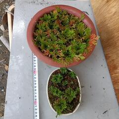 20%値下げ　岩松　岩桧葉の苗木　約25本　の画像