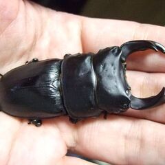 奈良県産オオクワガタ F1 ♂70.3ミリ ♀46ミリ ペアの画像