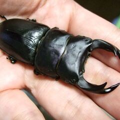 奈良県産オオクワガタ F1 ♂70.3ミリ ♀46ミリ ペアの画像