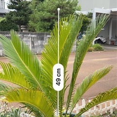 ソテツ　の画像