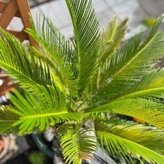 ソテツ　の画像