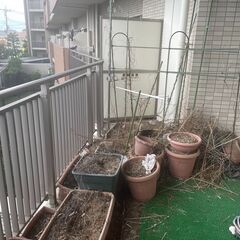🌿園芸セット一式（土・支柱・自动潅水）無料・先着順！の画像