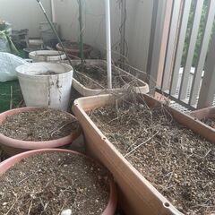 🌿園芸セット一式（土・支柱・自动潅水）無料・先着順！の画像