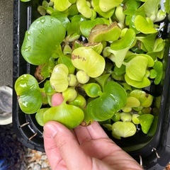メダカ　水草の画像