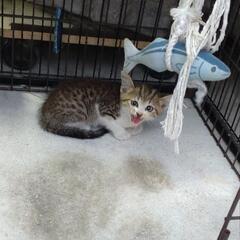 子猫　サバトラ　産まれて1ヶ月くらい