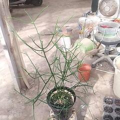 破格値の観葉植物の画像