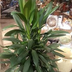 破格値の観葉植物の画像