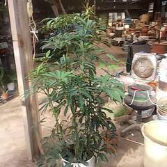 破格値の観葉植物の画像