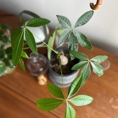  【状態良好】パキラ(鉢付き) 植物込みの高さ 約40cm            の画像