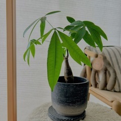  【状態良好】パキラ(鉢付き) 植物込みの高さ 約40cm            の画像