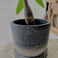  【状態良好】パキラ(鉢付き) 植物込みの高さ 約40cm            の画像