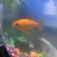 金魚　フナ和金の画像