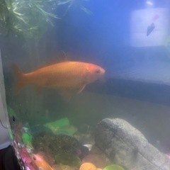 金魚　フナ和金の画像