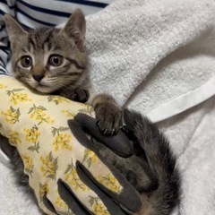 めちゃくちゃ可愛いキジちゃん兄妹♡生後3ヶ月