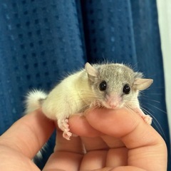 夏休みセール開催‼️最大半額✨️フクロモモンガ、アフリカヤマネ、...