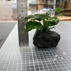【水草】アヌビアスナナ　石巻き①の画像