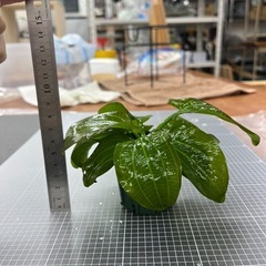 【水草】エキノドルス　イグアス2009の画像