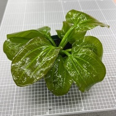 【水草】エキノドルス　イグアス2009の画像