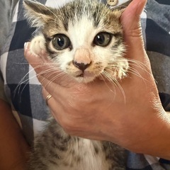 子猫【生後1～2ヶ月】男の子