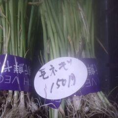 今が植時期石倉1本長ネギ苗15束品出ししました。の画像