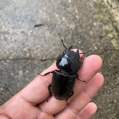 スマトラオオヒラタクワガタの画像