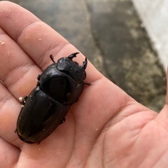 スマトラオオヒラタクワガタの画像