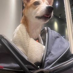 ペットカートの画像