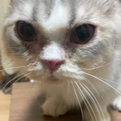 【里親募集中】マンチカン　ブルータビー&ホワイト　男の子