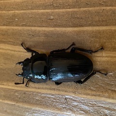 オオクワガタ 2025⑪ ♂55mm ♀37mm ペア 新成虫 能勢YG SRの画像