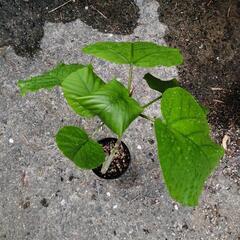 ガジュマル　ミニ　観葉植物の画像