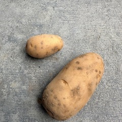 【豆じゃが】メークイン1kgの画像