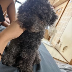 可愛がってくれる方‥お譲りします。
