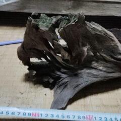 ⑤ アクアリウム  流木 ❣️の画像
