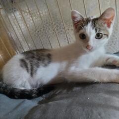 元気な子猫を保護しました。
