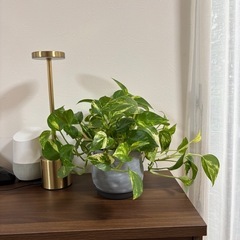 ポトス　鉢付き　観葉植物の画像