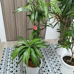 激安　大型観葉植物の画像